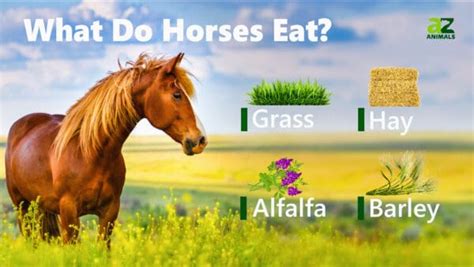 What Do Horses Eat Unianimal