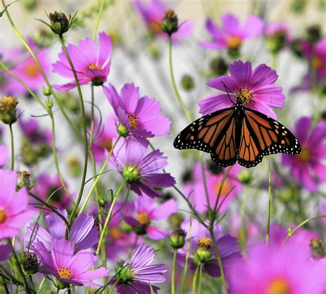 Butterfly Garden Embraces National Strategy Post Tribune