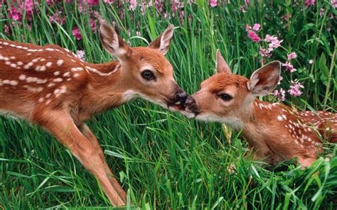 Two Fawns Kissing Image Id 10112 Image Abyss