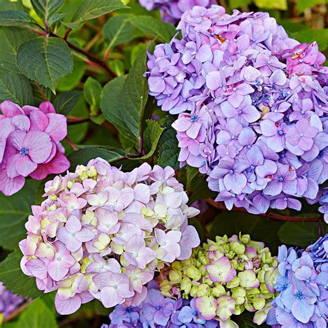 19 Of The Best Low Maintenance Shrubs For Creating Easy Care Hedges