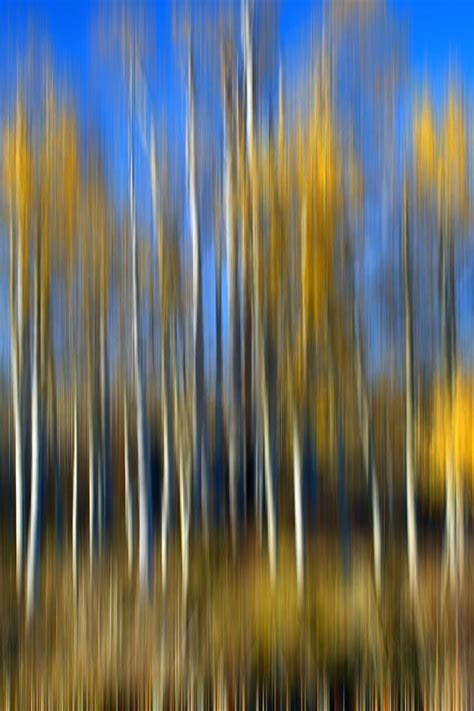 Autumn Aspens Abstract Photograph By Nikolyn Mcdonald Fine Art America