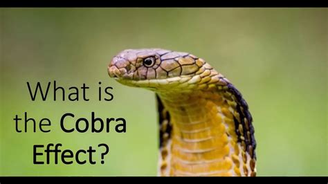 What Is The Cobra Effect Youtube