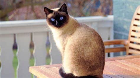 Đặc điểm Giá Và Cách Nuôi Mèo Mèo Xiêm Siamese Cat Woow