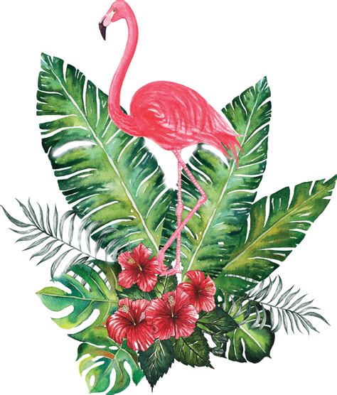 Fondo Flamingo Transparente Para Cualquier Diseño Que