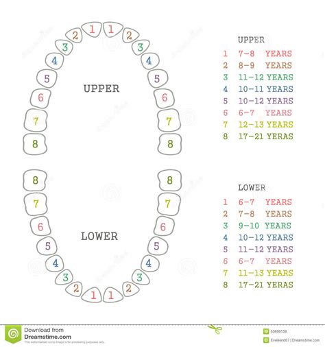 Tooth Chart Human Teeth Stock Vector Illustration Of Icon 53699139