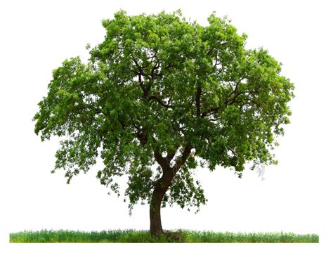 Tree Transparent Free Png Png All