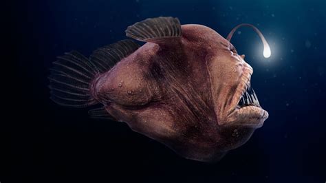 Big Bad Angler Fish By Thomas Veyrat — Prouserme