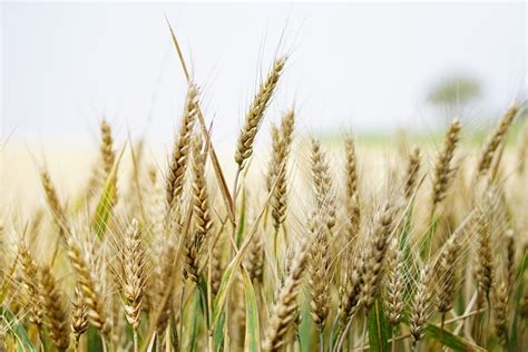 Wheat Field Cornfield Free Photo On Pixabay