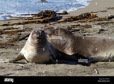 Elephant Seals Lying On A Beach Stock Photo Alamy