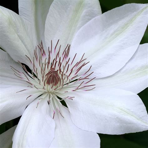 Clematis Henryi Clematis Group 2 In 2022 Clematis White