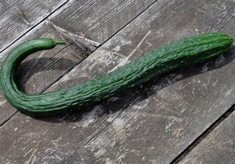 Heirloom Ribbed Suyo Long Cucumber Cucumis Sativus 25 Seeds