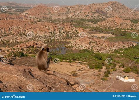 Monkey Overlooking Boulder Landscape Stock Image Image Of Wildlife