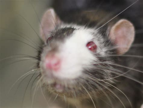 Generation Of Transgenic Rats Using Embryonic Stem Cells Ying Lab
