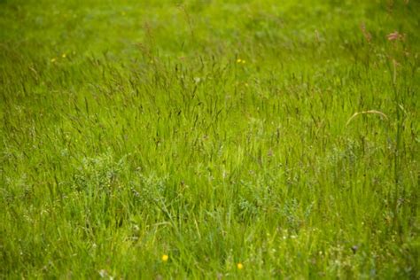 Green Meadow Free Stock Photo Public Domain Pictures