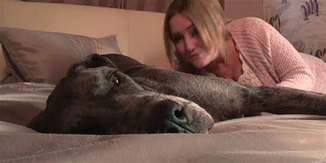 Worlds Tallest Dog Could Soon Be Freddy The Great Dane Huffpost