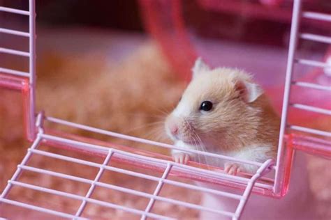 25 Ways To Make Your Hamster Happy Hamsters 101 Cool Hamster Cages