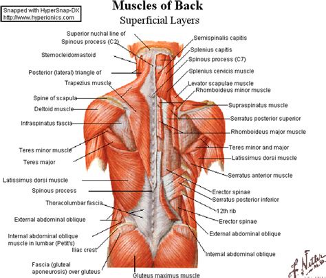 Upper back and neck muscles | back view muscle diagram. Chronic Hip and Back Pain in Hypermobile Dancers - The ...