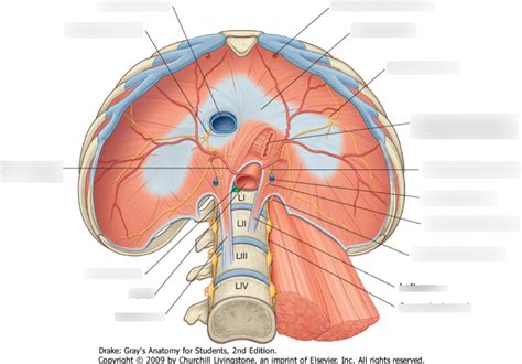 Anatomy Case Diaphragm Diagram Quizlet