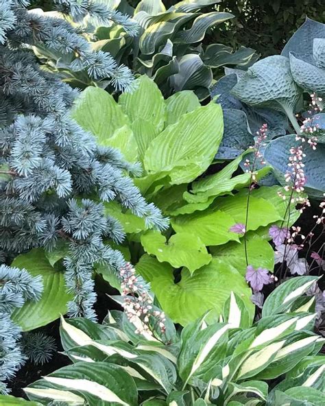 9 Hosta Garden Design Ideas To Bring Your Yard To Life