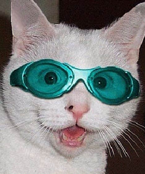 101 Cats Wearing Sunglasses Cat Wearing Glasses Cats Cat Jokes