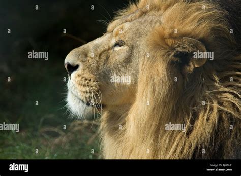 Majestic Lion Stock Photo Alamy