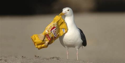 Nearly Every Seabird Has Plastic In Its Gut Today Sea Birds Broken