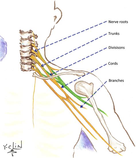 Brachial Plexus Anatomy Pdf