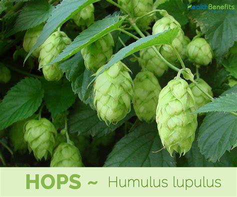 Hops Facts And Health Benefits