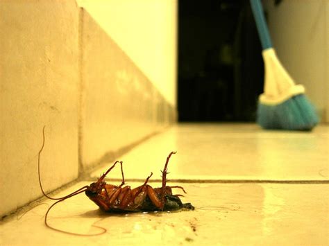 Granted, it's a low rent place that isn't well maintained so i can't act like i'm. Multiple Layers Of Useless Pest Control | Pest Cemetery
