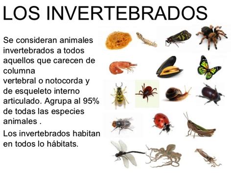 Gestuacion De Los Animales Invertebrados
