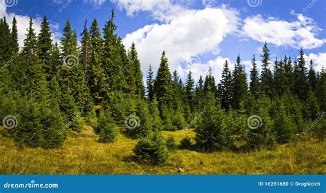 Pine Forest Landscape Stock Photo Image 16261680