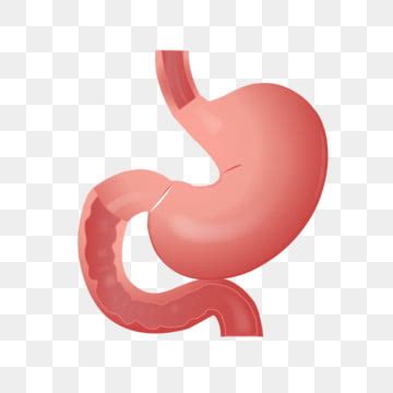 Stomach Png Transparent Images Free Download Vector Files Pngtree