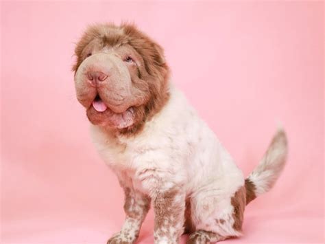 Shar Pei Dog Male Lilac Dust 3507401 Animal Kingdom Puppies N Love