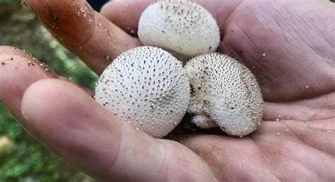 Colorado Mushroom Hunting Overview Modern Forager