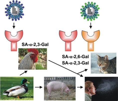 Selected zoonotic diseases exotic to the uk. ppat-1000557-g001:The Application of Genomics to Emerging ...