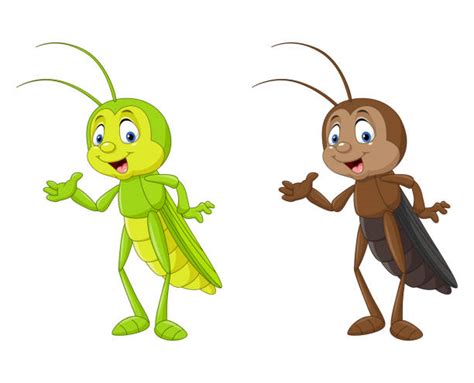 Cartoon Of The Cricket Insect Illustrations Royalty Free Vector