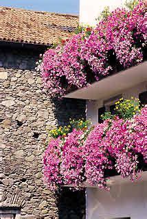 Las plantas colgantes proporcionan un gran atractivo a nuestro hogar. plantas colgantes para balcones - Buscar con Google | Plantas colgantes, Jardines, Jardinería