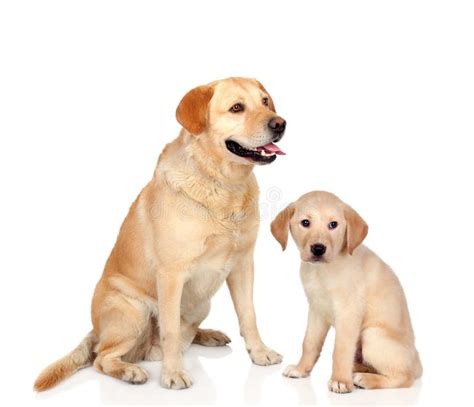 Adult Dog With Puppy Sitting Stock Image Image Of Cutie Baby 37138159