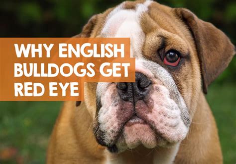 Do Bulldogs Have Eye Problems