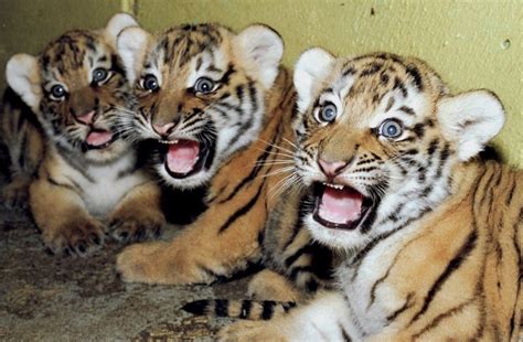 Save The Tigers Sound Primarys Super 6a