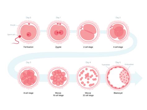 Blastocyst Embryo Transfer Procedure Cost Success Rate Motherhood