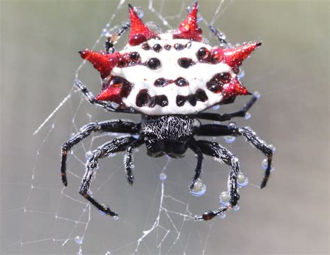 Are Spiny Orb Weavers Poisonous Orb Weaver Spider Web And Bite