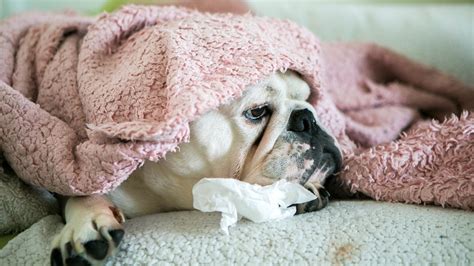 Diarrhea In Dogs What Gives Dogs Diarrhea And When To Call The Vet