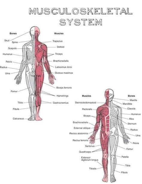 Musculoskeletal System Pharmacy Technician Study Scapula Bone