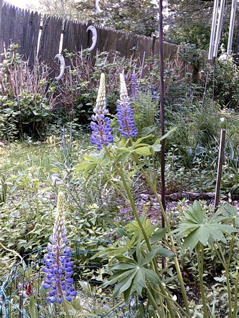 Sundial lupine (lupinus perennis) is a beautiful native plant that offers many benefits to the butterfly and bee gardener. PlantFiles Pictures: Wild Lupine, Sundial Lupine (Lupinus ...