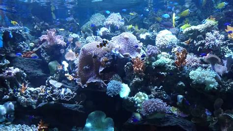 Biota Laut Di Aquarium Seaworld Ancol Youtube