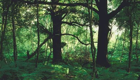 Types Of Forest Ecosystems Sciencing