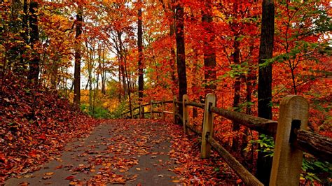 Download Wallpaper Forest Autumn Tree Road Park Leaves 1920x1080
