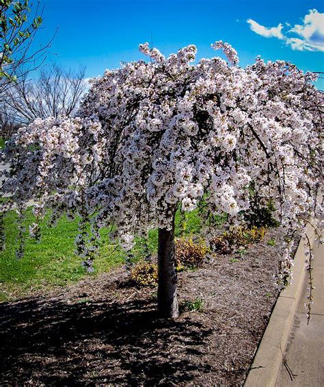 The weeping cherry tree, like most flowering trees, can heal a small wound to its bark and pith quickly. Snow Fountains® Weeping Cherry Trees For Sale | The Tree ...