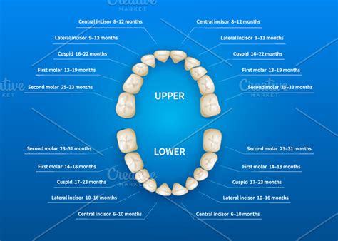 Chart Of Teeth Numbers